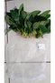 Bitki L019E Anubias barteri var Nana (Type E)