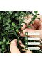 Boxwood Topiary Decorative Tree - Stylish, Practical, High Quality, Affordable - 8