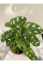 Monstera