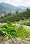 Original Japanese Pure Matcha - Pure Matcha, 50g, Natural & Without Additives - 6