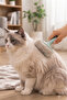 1Pc Easy Clean Cat Dog Comb Hair Collector Cat Comb- Tangle Remover Cleaner Pet Brush - 6