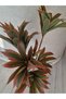 Dracaena fragrans 130cm - 2