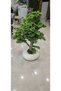 Bonsai ağacı - 4