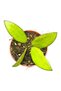 Hoya davidcummingii Ø7cm - 2