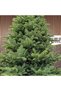 Brad artificial Sersimo, Marilis Elite, verde, complet 3D, 230 cm - 8