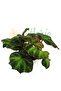 Begonia 'Decora' Ø6cm - 3