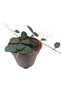 Hoya serpens Ø6cm - 3