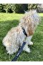 Gold Paws Dog Chest, Neck and Walking Leash Set - 2