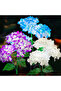 white WHITE 1pc Solar Hydrangea, LED Outdoor Solar Garden Lights, Solar Lawn Lights for Garden, Yard