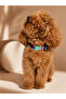 Ethnic Patterned Adjustable Dog Collar and Leash Set 3 Sizes S-M-L - 4