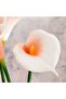 Calla Lily Artificial Flower Stem H68cm - Pink - 3