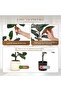210cm S-Shape Artificial Rubber Tree with White Pot - 2