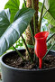 Plant Watering Container Red Distillation - 4