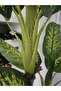 Evergreen 180cm - 4