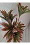 Dracaena fragrans 155cm - 3