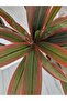 Dracaena fragrans 155cm - 4