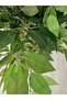 Ficus 150cm - 2