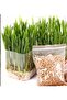 200Gram Cat Grass Seeds for Planting - 3