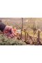 Pruners with Metal Blades and Plastic Handles - 3