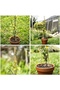 FFD 2pcs Natural Bamboo Plant Stakes - Durable Garden Support Poles for Climbing Plants - 7