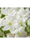 Michelia Figo Artificial Stem Flower H160cm - Green - 2