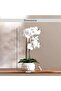 Real Touch Orchid In Ceramic Pot 55.5x20x63.5cm - White - 6