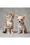 Premium Safety Click-Featured, Adjustable, and Rattle-Featured Collar for Cat and Dog - 2