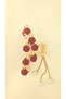 Hanging Pearl and Stone Rose Design Hairpin 11 cm - 4