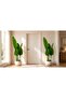 Artificial Banana Plant with White Pot 220CM - شجرة الموز الاصطناعي بإصيص أبيض - 2