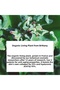 Concentrated Cream-Firming, Plumping Herbal Collagen and Hyaluronic Care/ Lift Pro Collagene 75 ml - 6