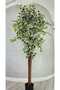 Ficus 180cm - 3