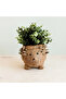 Hedgehog Planter - 2