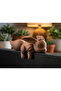 Cute Sleepy Fox Desktop Monitor and Shelf Top Decor
