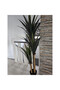 Copac Tropical 120cm - 3