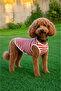 Cat Dog Undershirt, Small-Medium Breed, Cat Dog Clothing - 5