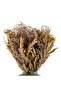 Pampas Grass Bouquet in Ceramic vase H30cm - Green - 3