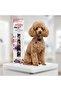 Adjustable, Clip-On, and Bell Collar for Cat and Dog - 3