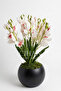 Premium White Artificial Orchid Arrangement 45 cm 27*33 Pot - 2