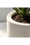 Realistic Artificial Brazilian Iron Tree – Faux Dracaena Fragrans for Modern Home or Office – Indoor/Outdoor Decorative Green Plant, Air Purifying, Low Maintenance – White Antique Pot & Yellow Pebbles - 3