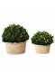 BOXWOOD NATURAL STYLE OVAL SHAPEL S/2 - 2