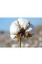 Set of 2 Cotton Pillow Inner Filling 1250Gr Natural Cotton Filled (50X70) - 3