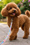 Durable Dog Walking Leash 150 cm - Narrow Weave with Soft Grip - Walking Harness - 3