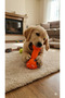 Dog Gnawing Toy with Sound, Bone Shaped Dog Teeth Scratching Toy, Bite Toy Developer Activity Toy Durable - 2