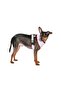Dots T-Shirt Harness - Beige/Medium - 2
