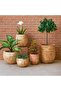 Delilah Terracotta Planter 32x29cm- Brown - 3