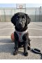 Air -Mesh Small and Medium Breed Cat Dog Chest Harness Soft, Breathable, Extra Durable - 2