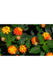 100pcs بذور لانتانا ، عشب دائم نادر - 4