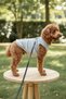 Cat - Dog Summer Breathable Mesh Tank Top - T-Shirt - Clothing - Dress - Shirt - 3