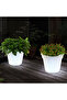 LED Solar Flower Pot Light – 19 cm High – Outdoor Decorative Lighting - 3