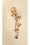 Pearl-Embellished Dangle Seashell Metal Clasp Buckle Gold Color - Lightweight Stylish Durable - 2